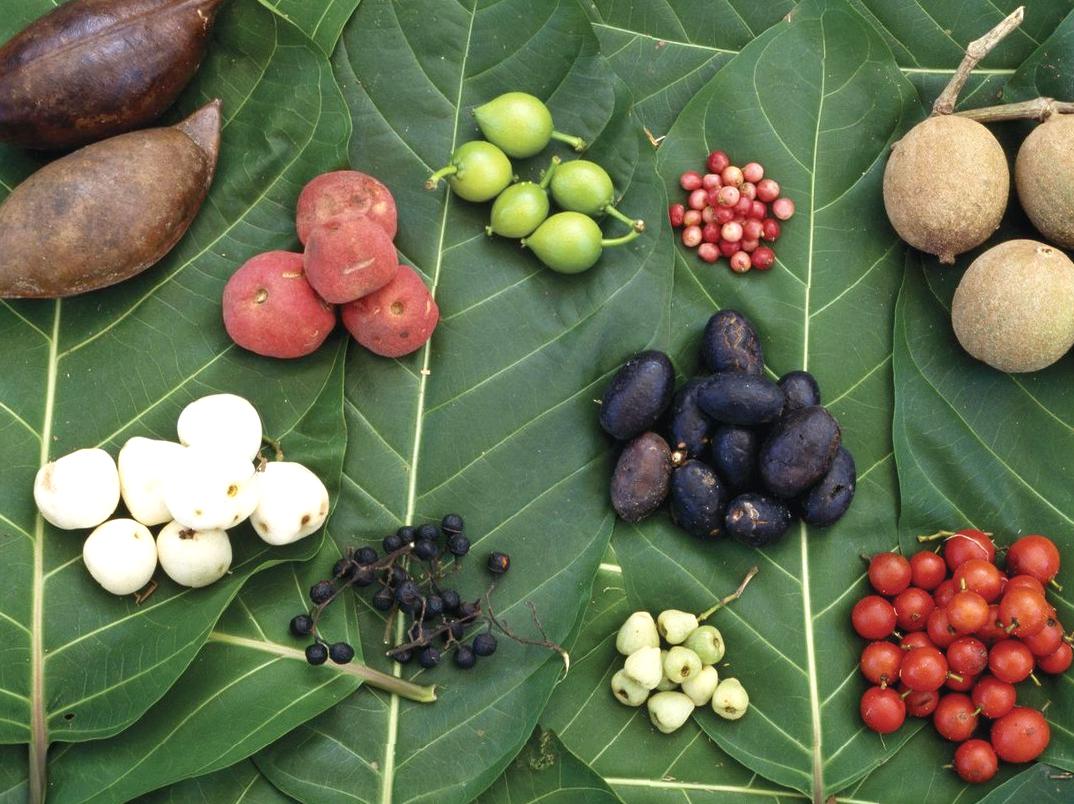 raspberrypg | Trying Bush Tucker (Traditional Foods) on a Guided Tour