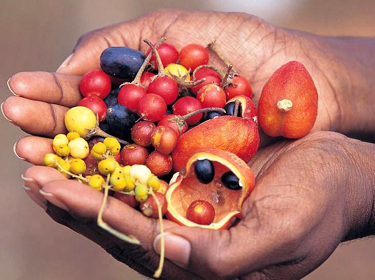 raspberrypg | Trying Bush Tucker (Traditional Foods) on a Guided Tour