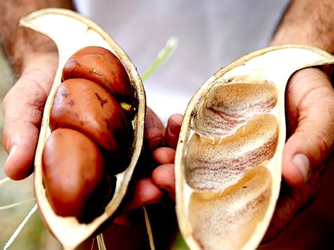 raspberrypg | Trying Bush Tucker (Traditional Foods) on a Guided Tour