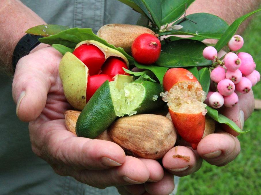 raspberrypg | Trying Bush Tucker (Traditional Foods) on a Guided Tour